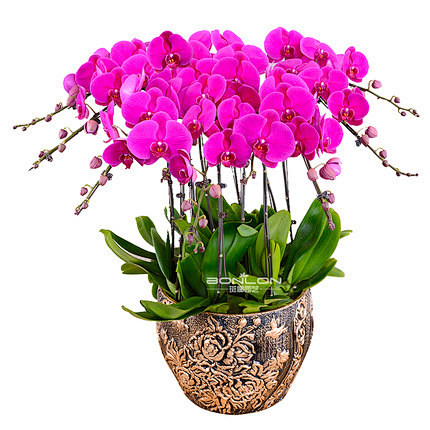 北京同城配送蝴蝶兰盆栽鲜花礼品真兰花盆景年宵室内客厅花卉