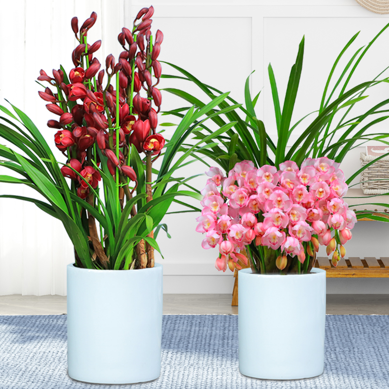 大花蕙兰盆栽带花苞年宵花春节礼品花卉室内客厅植物拱兰惠兰兰花
