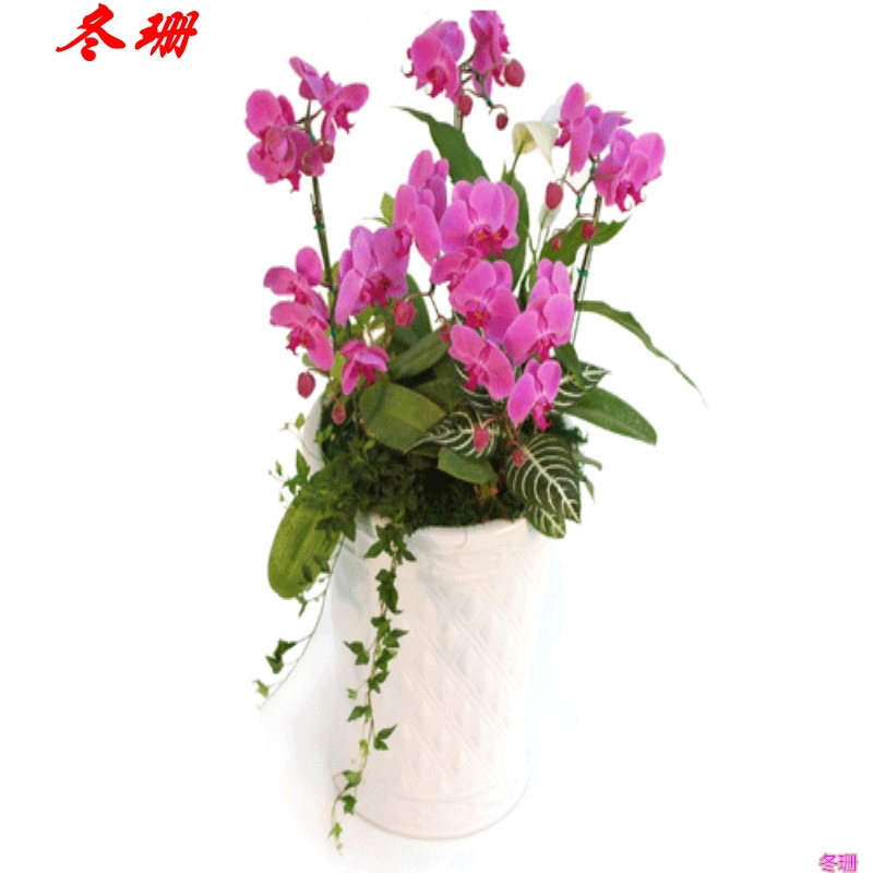 蝴蝶兰盆栽绿植花卉室内办公桌年宵春节礼物北京同城鲜花速递无锡
