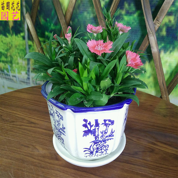 (带花苞)康乃馨盆栽五彩石竹四季开花阳台室内绿植花卉母亲礼物