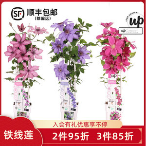 白色花卉植物