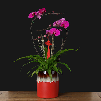 芳心草室内花卉植物红色蝴蝶兰盆栽高档礼品兰花鲜花年宵花卉盆景